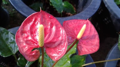 Photos of Greeney Plant Nursery