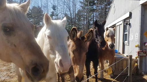 Integrity's Haven Equine (Animal) Rescue Centre