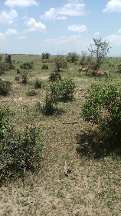 Photos of MasaiMara Springs Camp