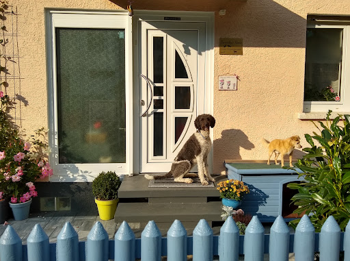 Barnaby's Home - Hunde-Physiotherapie in Wehrheim - Thumbnail