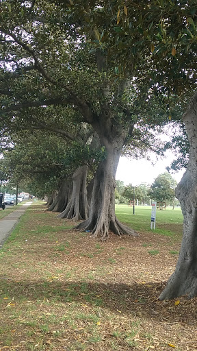 Maitland Rd at Elizabeth St - Thumbnail