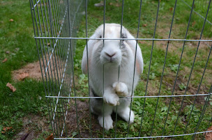 Photo n°7 de Association l'Arche de Bagheera à Le Mérévillois (Association pour la protection des animaux)