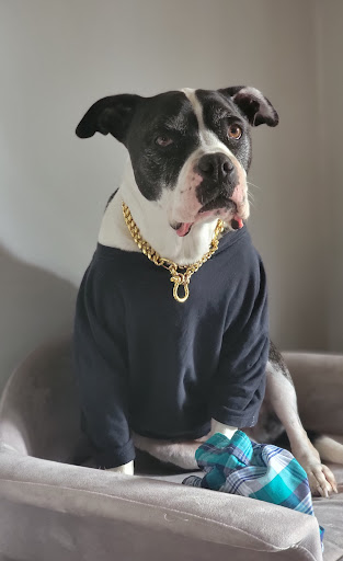 Mutt butt LLC Gallery - United States