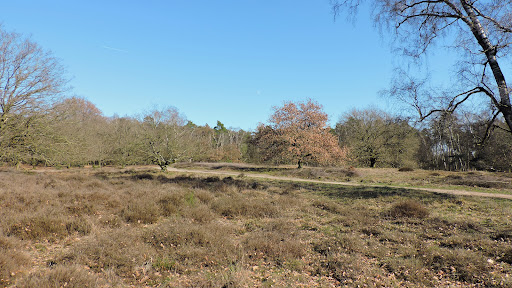 Hooge Heide (Bergherbos) - Thumbnail
