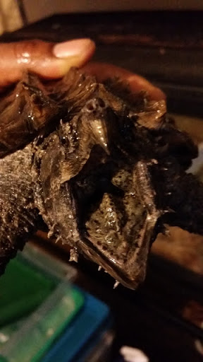 Fangs, Frogs and More - Thumbnail