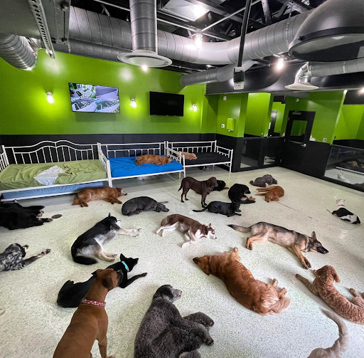 Dogtown - Visual