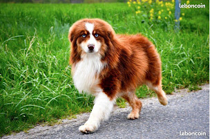 Photo n°9 de La Wooferie à Langonnet (Éleveur de chats)