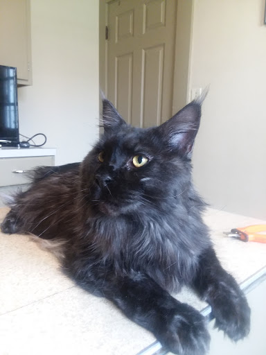Frankfort Veterinary Clinic - Thumbnail