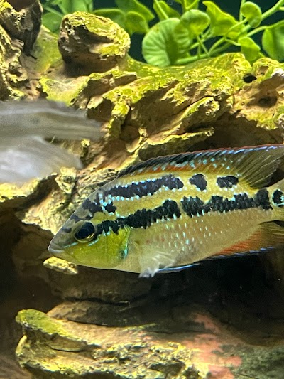 Bossfish specialty Cichlids