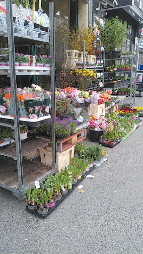 Blumenladen Fachgeschäft Gallery - Germany