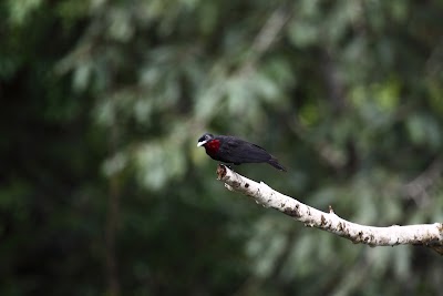 Photos of Shiripuno Amazon Lodge