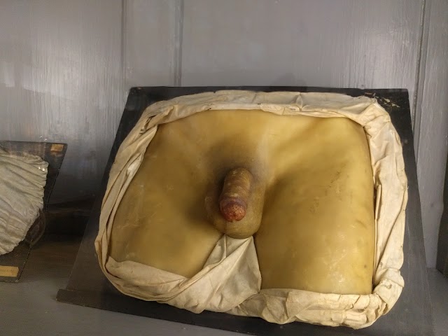 Museu Nacional de História Natural e da Ciência