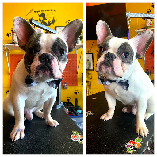 Puppy Palace Dog Grooming Salon & Mobile - Thumbnail