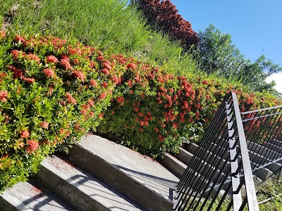 Photos of Bougainvillea