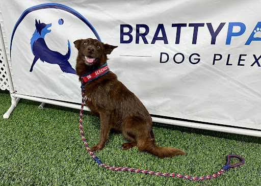 Bratty Paws Dog Plex
