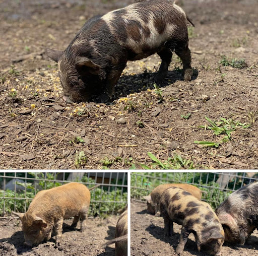 Our Farm SD - Thumbnail