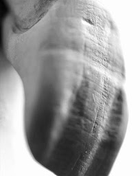 Photo n°20 de Physio Dent à Vesoul (Laboratoire dentaire)