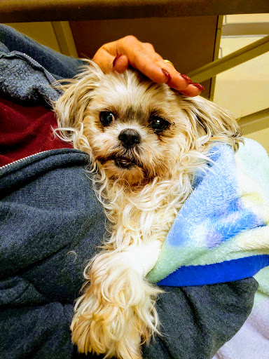 VCA Alderwood Companion Animal Hospital