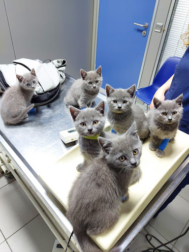 Pets Veterinary Clinic - Thumbnail