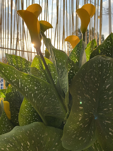 La Crudalia - Thumbnail