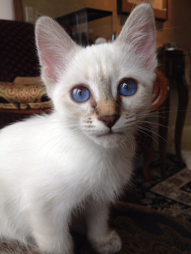 Gambades Balinese Cattery - Thumbnail