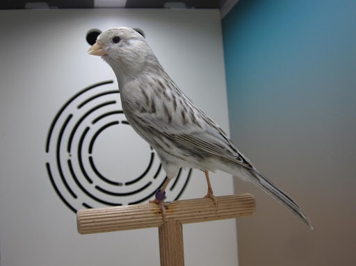 Vogelzucht Reeg - Thumbnail