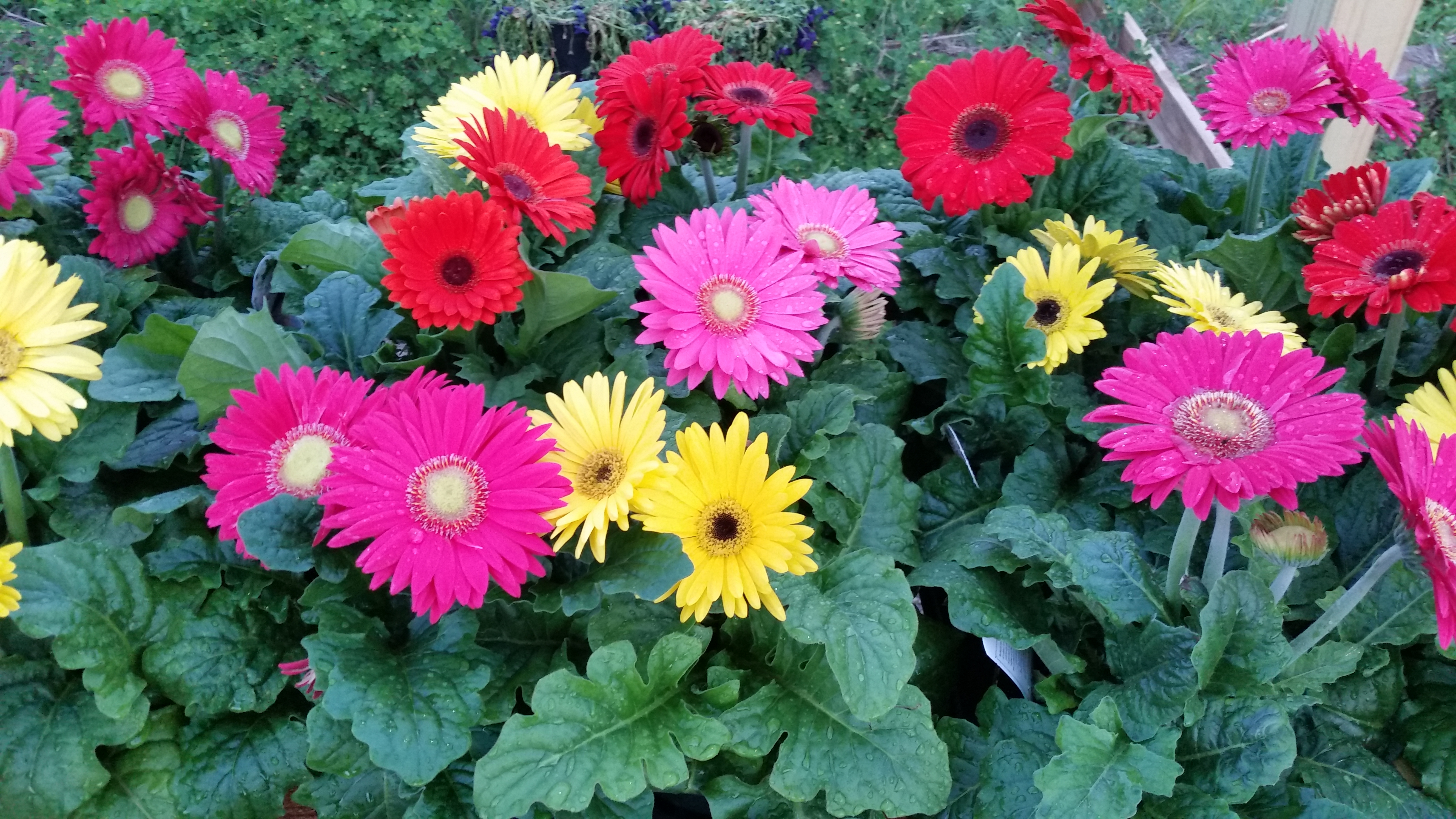 Busy B's Flowers and Pots