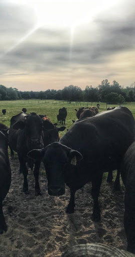 Riverbend Cattle Company - Thumbnail