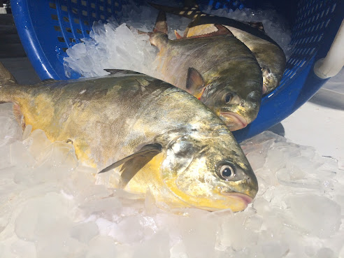 Potter's Seafood by null