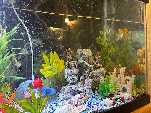 BackLife Aquatics LLC