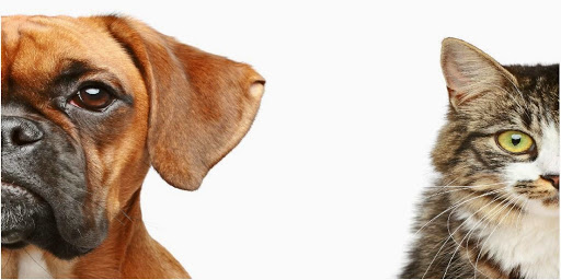 VCA Canada Frontier Animal Hospital