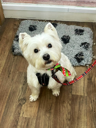 K9 Paws n Play - Dog Grooming - Thumbnail