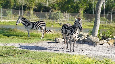 Lion Country Safari