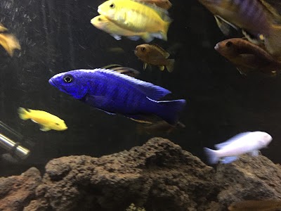 Photos of Aquarium Osorno Chile