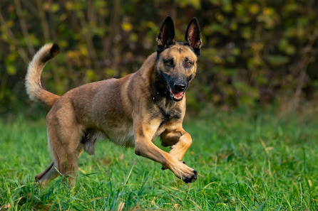 Golden Dox UG (haftungsbeschränkt) Hans-Herbst-Straße 7, 91126 Schwabach, Deutschland
