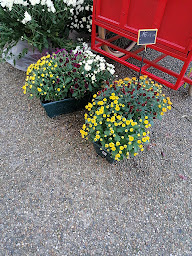 Photo n°6 de L'Arrosoir de Mireille à Monteux (Décorateur.rice floral.e)