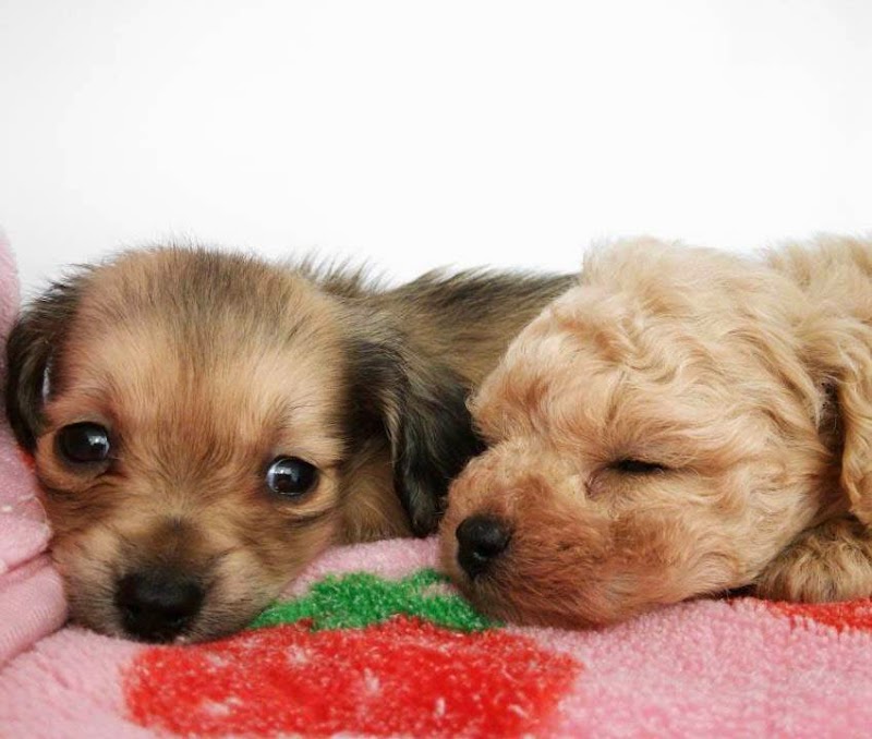 UG DOGS アトラスタワー中目黒店