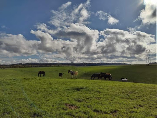 Photo de Pension retraite pour chevaux - Ferme Saint Amand