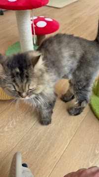 ANELLA CAFE【保護犬猫ふれあいカフェ】倉敷店