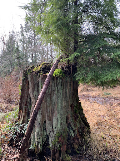 Smith Woods - Visual