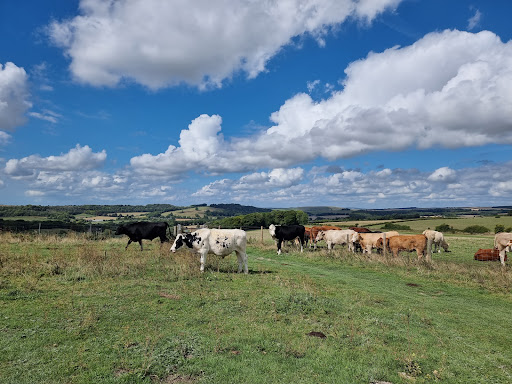 National Trust - Cissbury Ring - Thumbnail