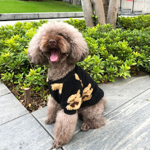 Paw Baby Boutique - Thumbnail