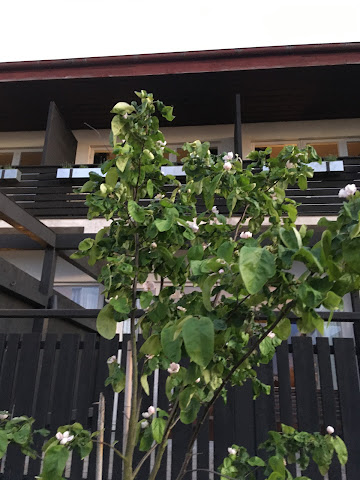 Hanöbris hotel by null