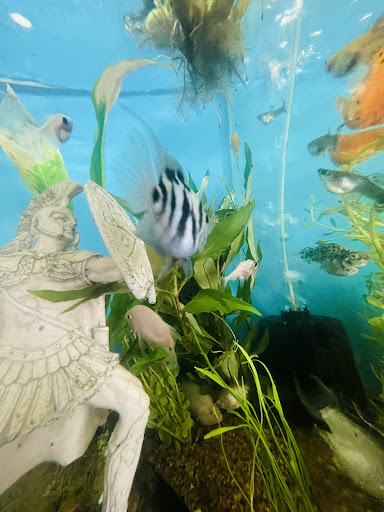 Acuario Mundo Pez Belen - Thumbnail