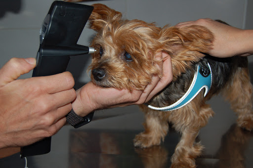 Clinica Veterinaria Frascati - Thumbnail