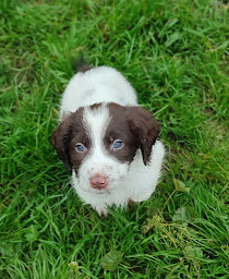 Photo n°13 de Élevage de la Pepey à Montsûrs (Éleveur de chiens)
