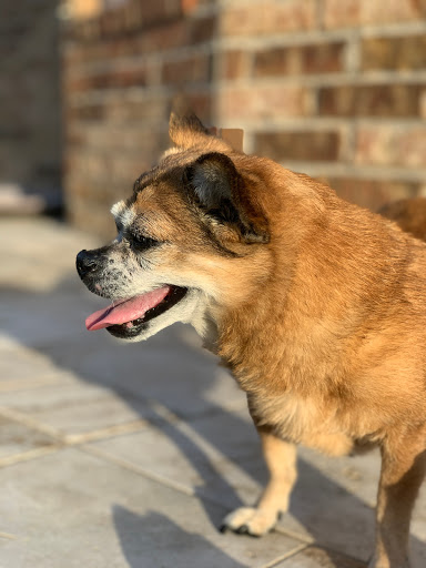 Clear Springs Animal Hospital - Thumbnail