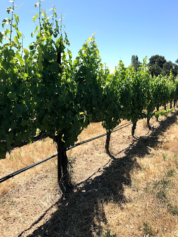 Golden Gate Wine Cellars by null