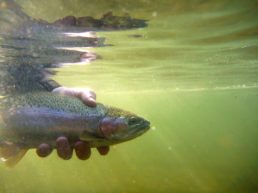 We Sport Fish Gallery - Canada
