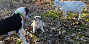 Photo n°9 de Les Terres d'Abalone à Cabanac-et-Villagrains (Éleveur de chiens)